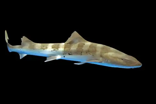 Shark: Leopard; Japan