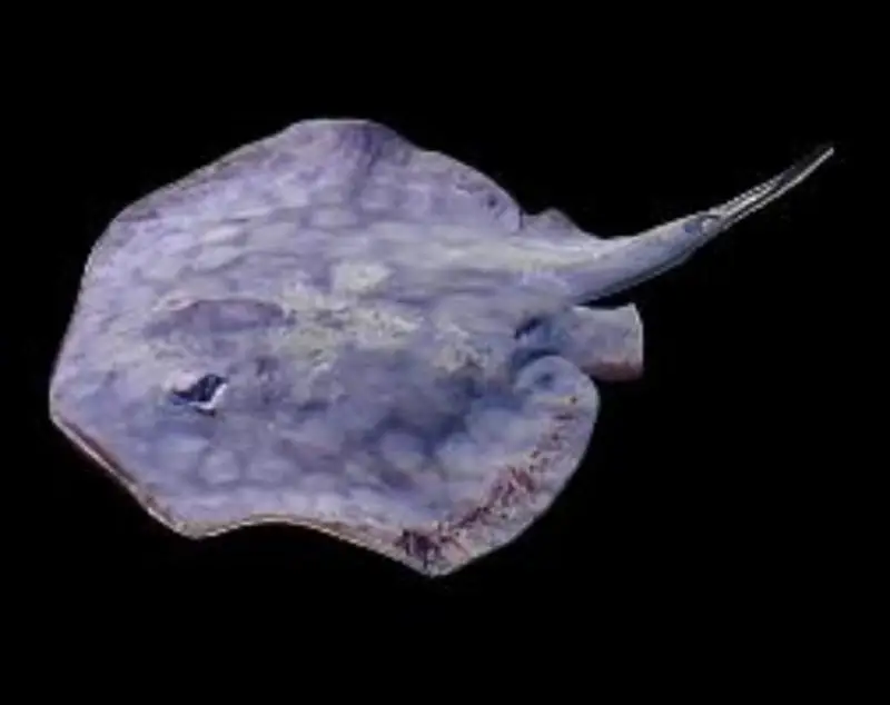 Stingray: California