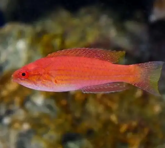 Wrasse: Angulatus Flasher; Fem.