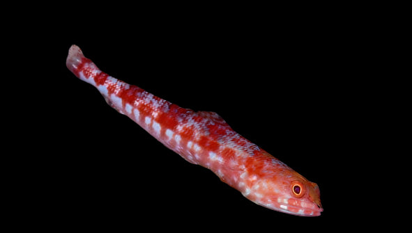 Misc. Fish: Lizard Fish; Red