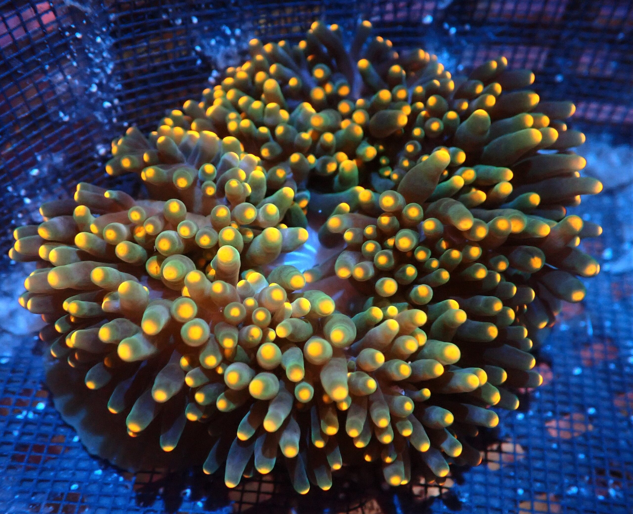 Anemone: Bubble Color Orng Tip