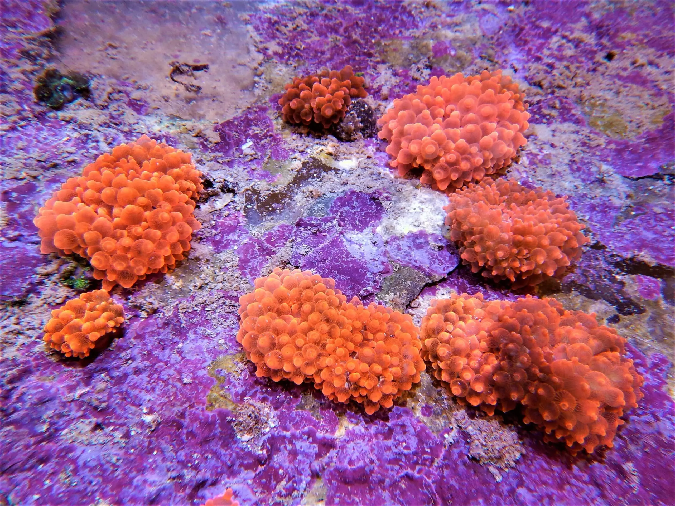 Anemone: Bubble; Rose Ultra