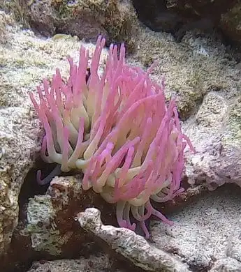 Anemone: Condylactis Hatian