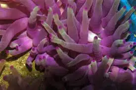 Anemone: Condylactis; Purple