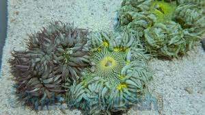 Anemone: Flower; Color; FLRDA