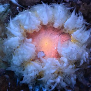 Anemone: Flower Ane;Red/Or; Carib