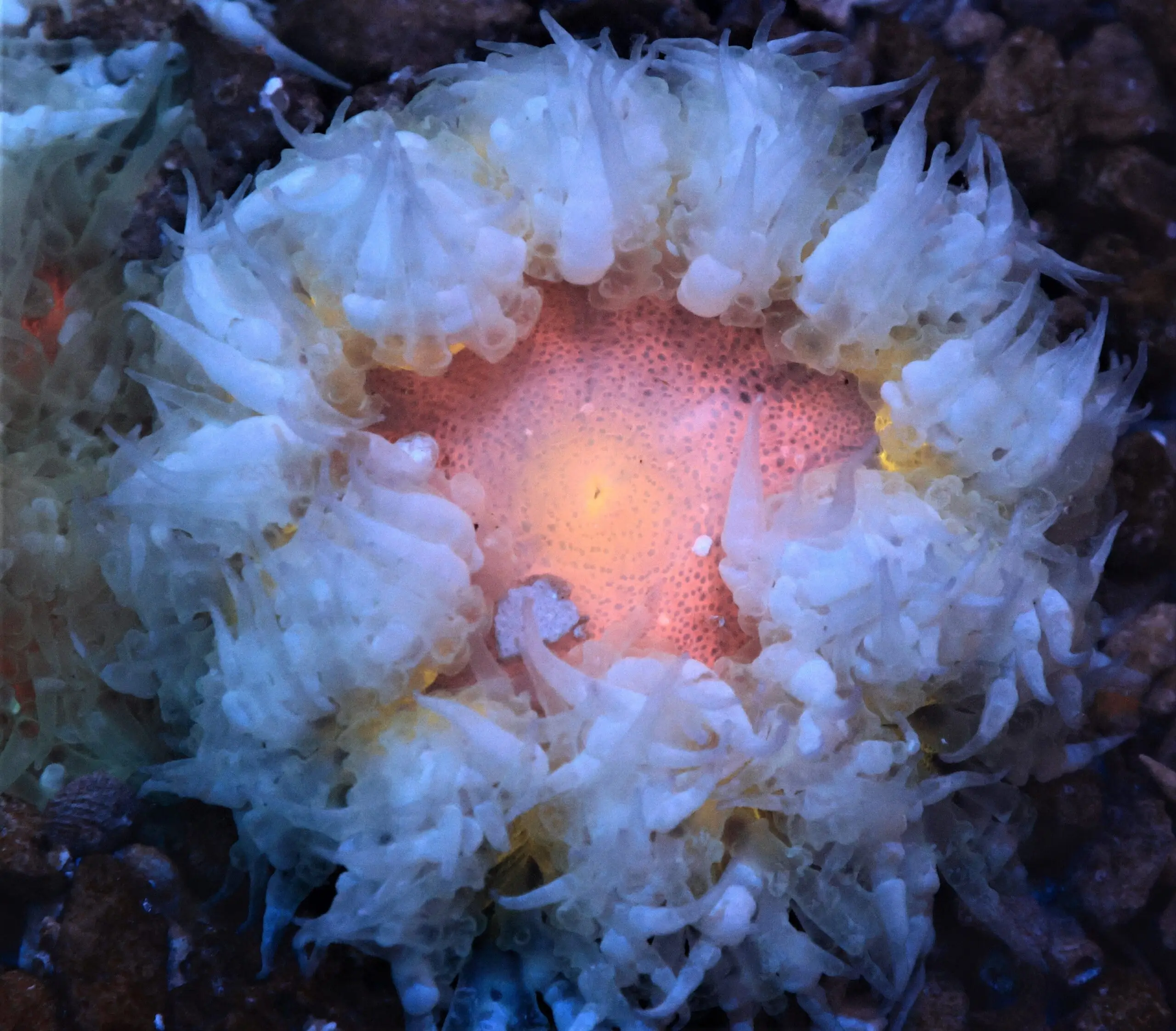 Anemone: Flower Ane;Red/Or; Carib