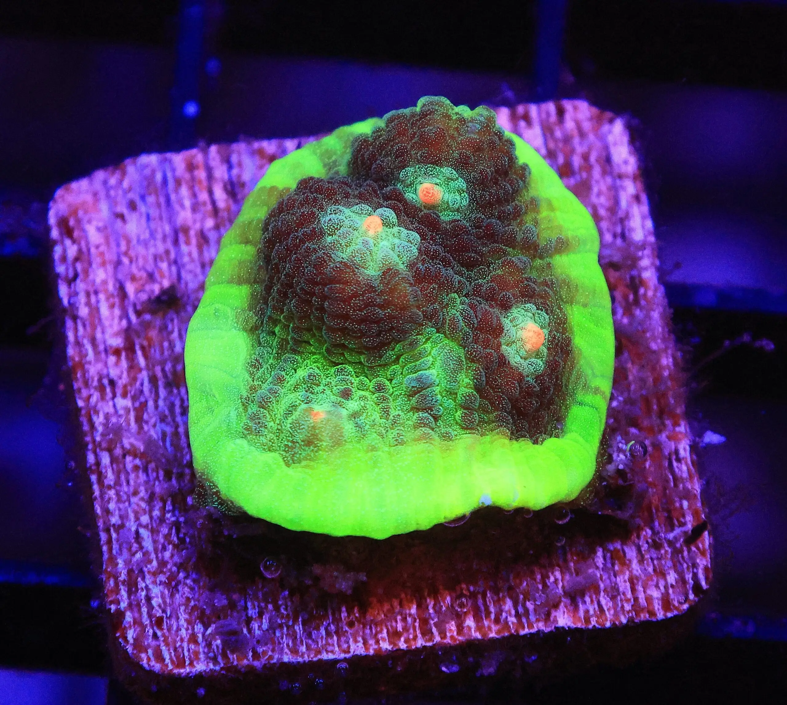 SDC Chalice: Pink Eyed Alien Cu