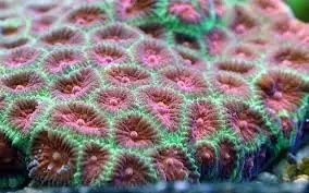 Brain: Favites; Red