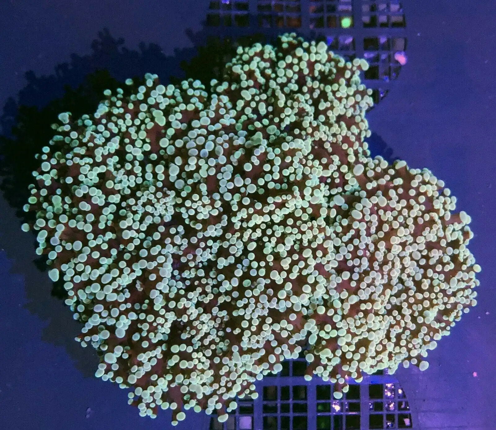 LPS: Frogspawn; Wall; Color; Aust.
