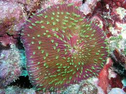 LPS: Fungia Coral Green Met