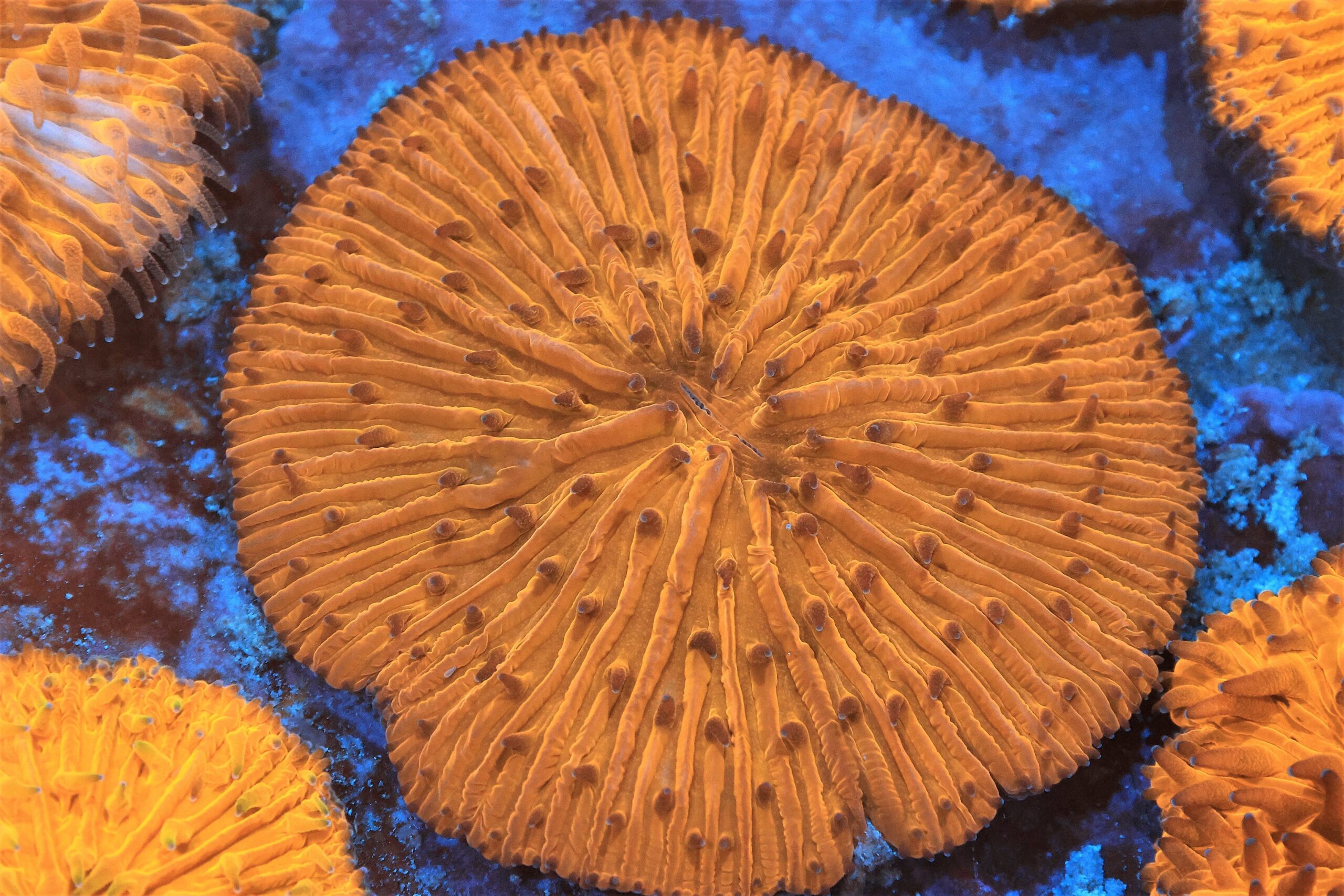 LPS: Fungia Coral; Orange Aust.