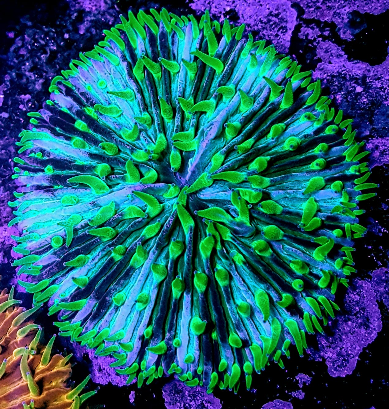 Fungia Coral; Pinwheel; Australia - Fungia sp.