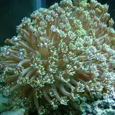 LPS: Goniopora Coral;Green; Aust.