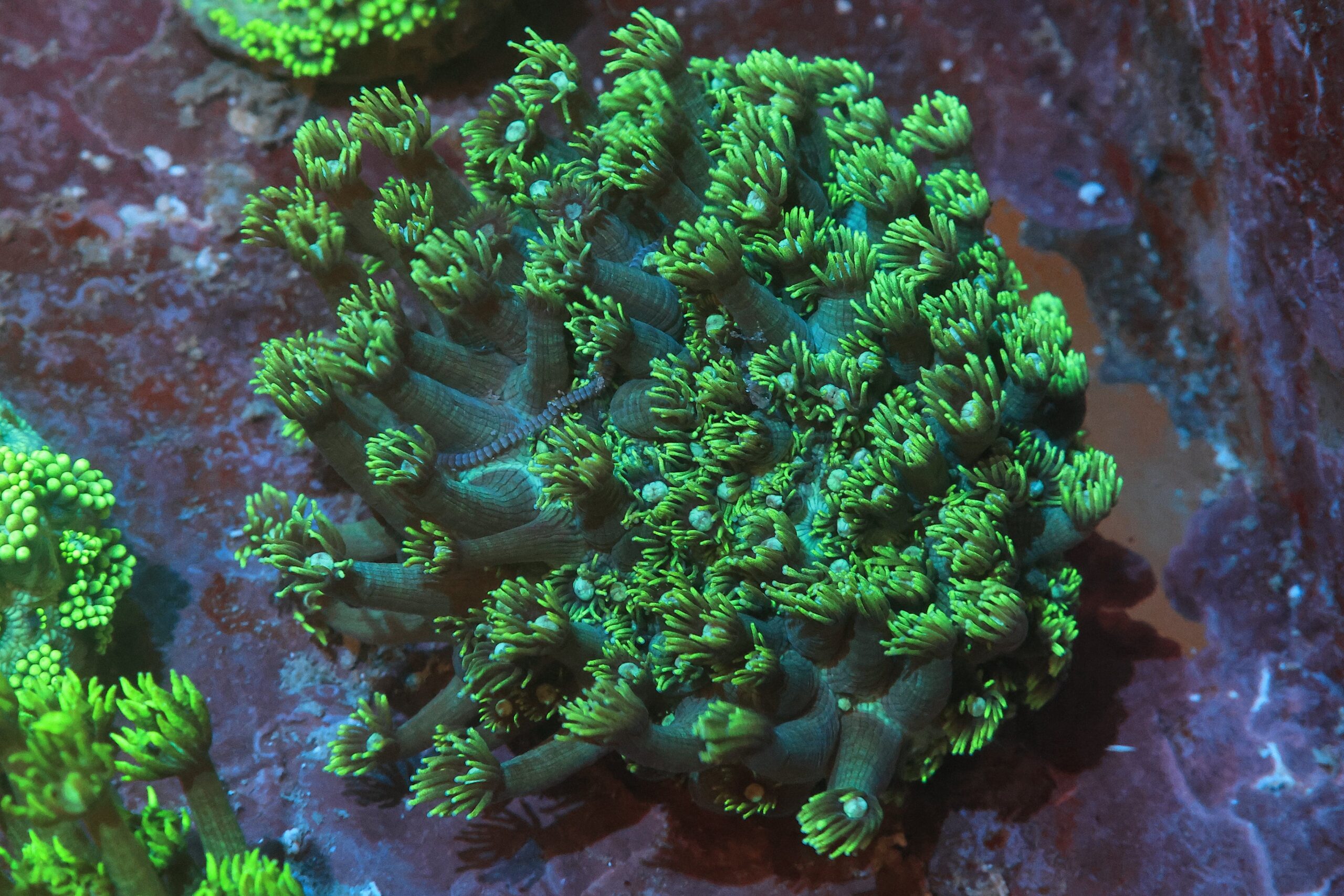 LPS: Goniopora Coral; Metalic; Aust