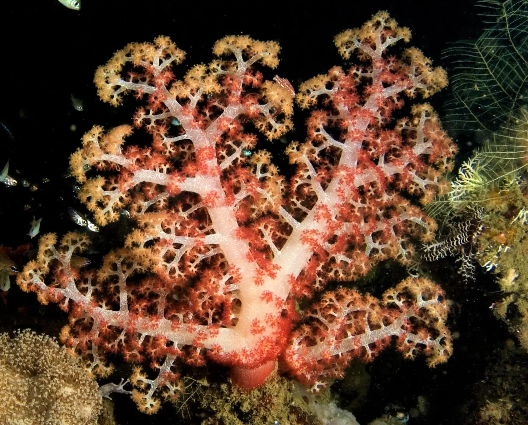 Soft Coral: Carnation; Red / Orange