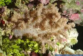 Soft Coral: Lemnalia; Colored