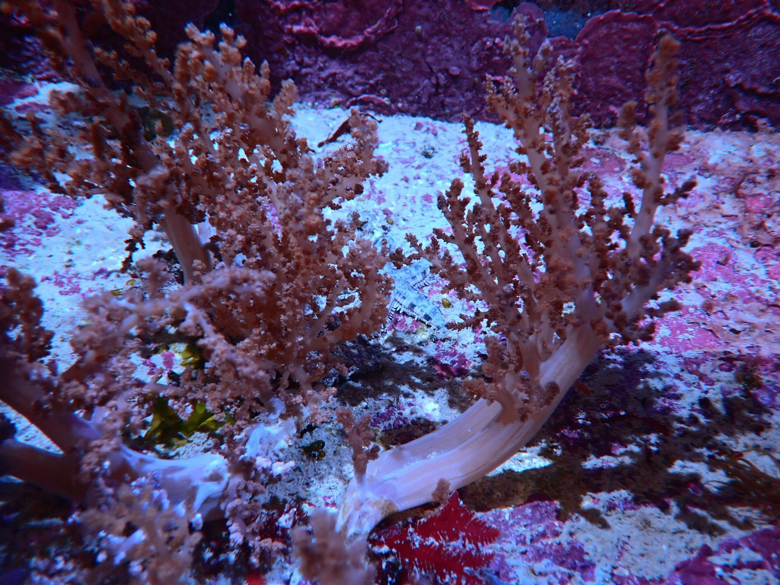 Soft Coral: Water