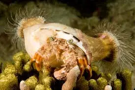 Crab: Anemone Hermit