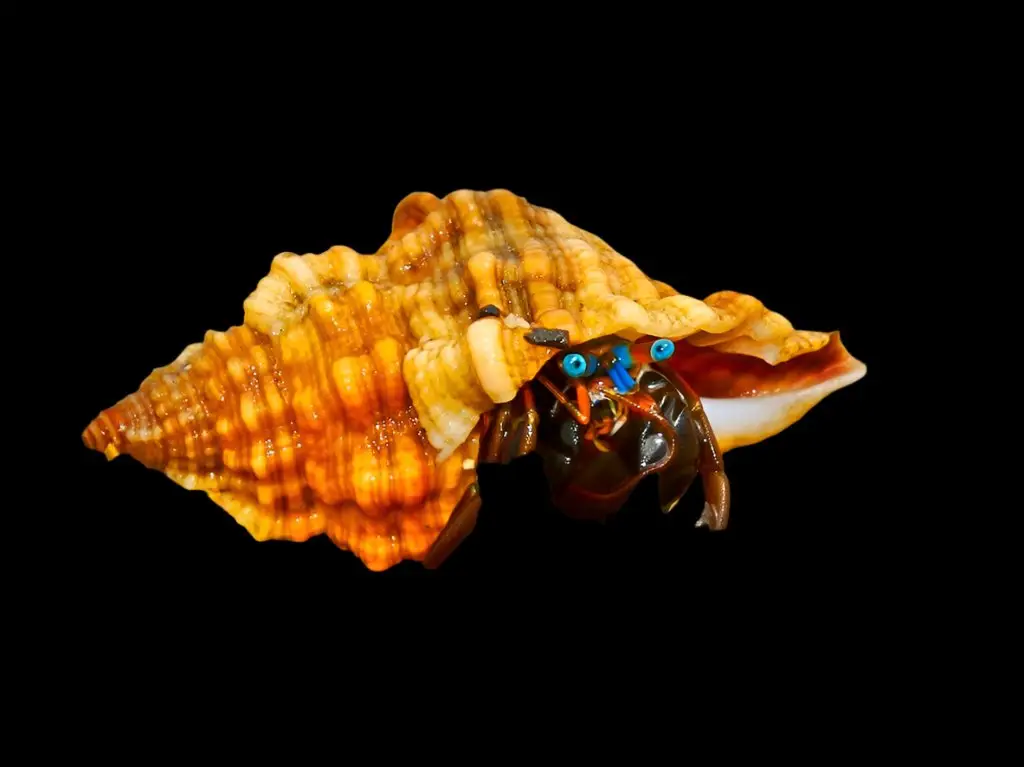 Crab: Blue Eye Reef Hermit; Mar