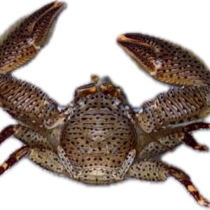 Crab: Porcelain; Atl.