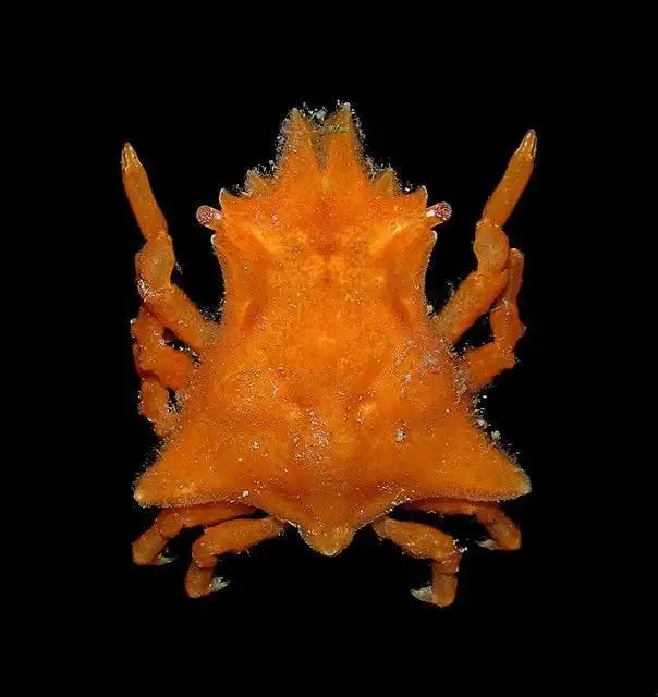 Crab: Sponge; Atl.