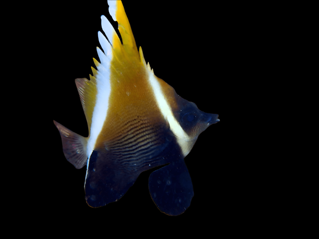 Butterfly: Horned Heniochus; Fiji