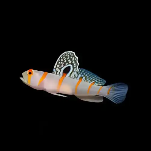 Goby: Randalls