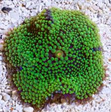 Mushroom: Ricordea Polyp; Green