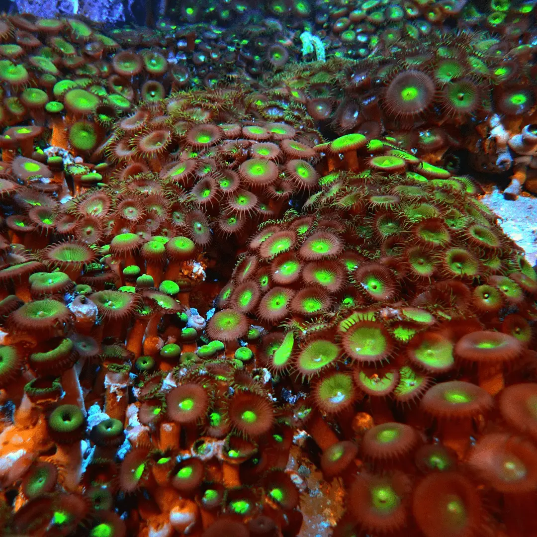 Polyp: Button (Palythoa); Color