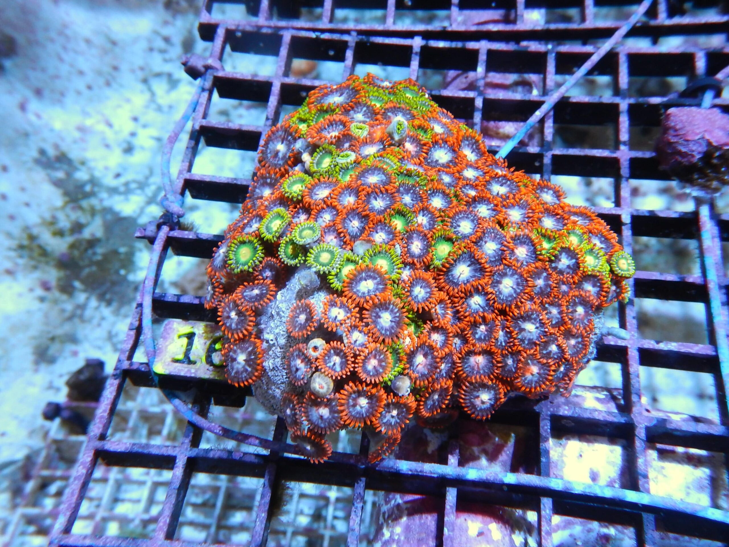 Polyp: Colony Rock (Zoa);Orange Super