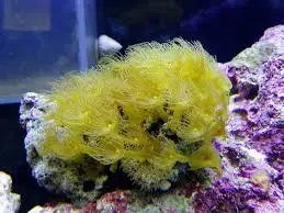 Polyp: Yellow