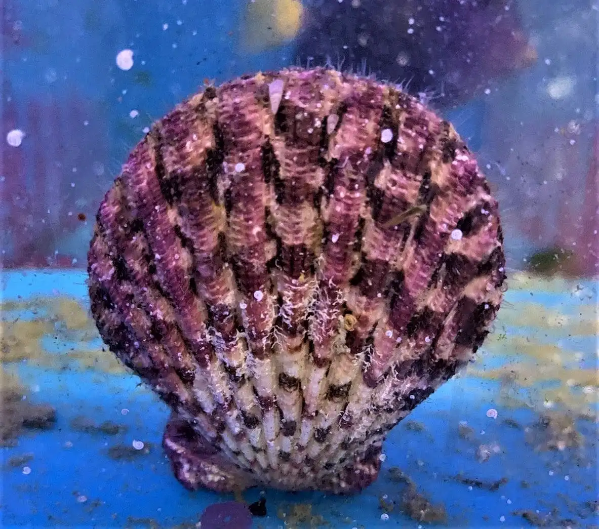 Shellfish: Purple Tiger Scallop
