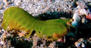 Shrimp: Mantis; Colored