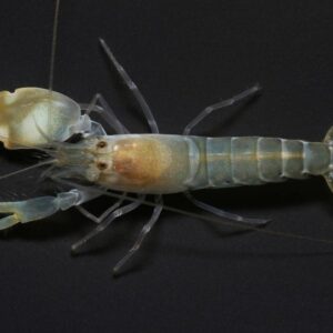 Shrimp: Pistol; Atl.