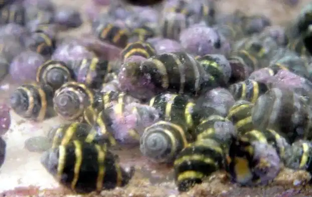 Snail: Bumble Bee; Mar