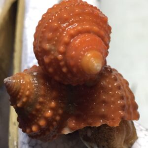 Snail: Cat Eye; Orange