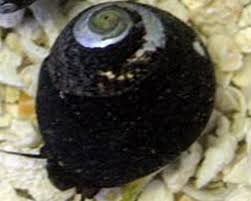 Snail: Margarita Turbo