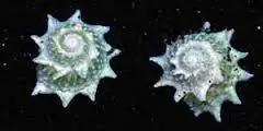Snail: Star; Atl.