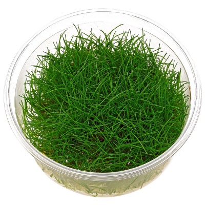 Eleocharis pusilla freshwater plant in container for planted aquarium use