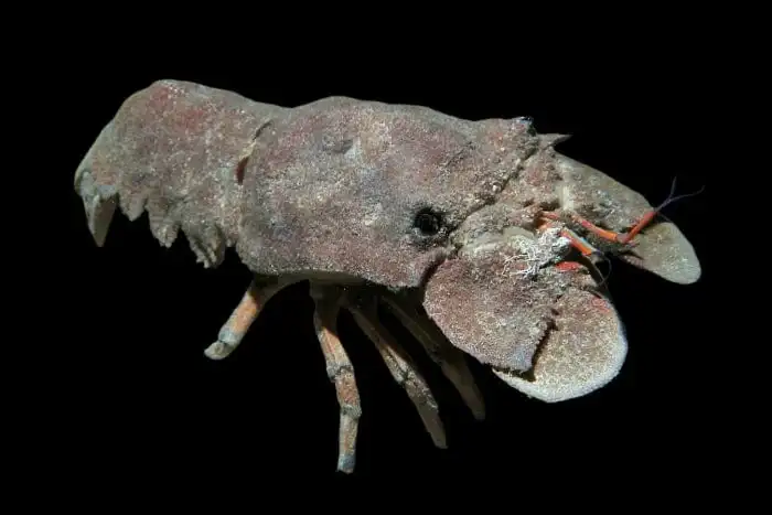 Lobster: Slipper; ATL