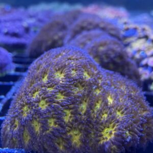 Honeycomb Leptastrea Coral (Medium)