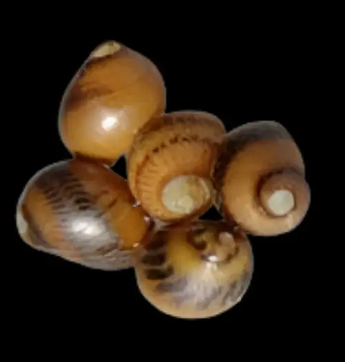 Snail: Nerite; YELLOW