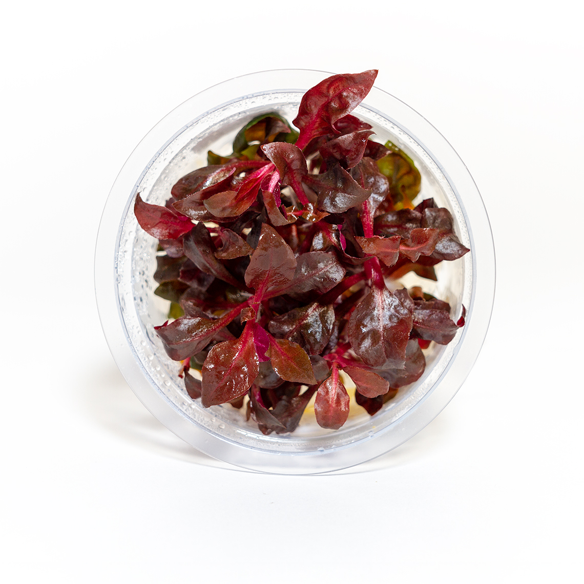 Alternanthera Lilacina aquatic plant in container with vibrant purple stems and pink-green foliage