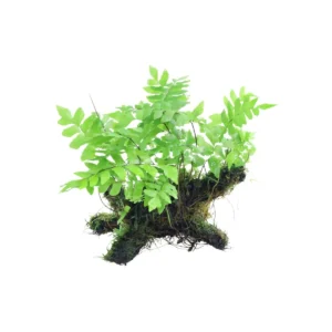 Adiantum Philippine with Java Moss potted freshwater aquarium plant in container for shipping and aquascape midground placement