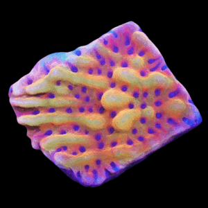 SDC Montipora: Afterburner Clt