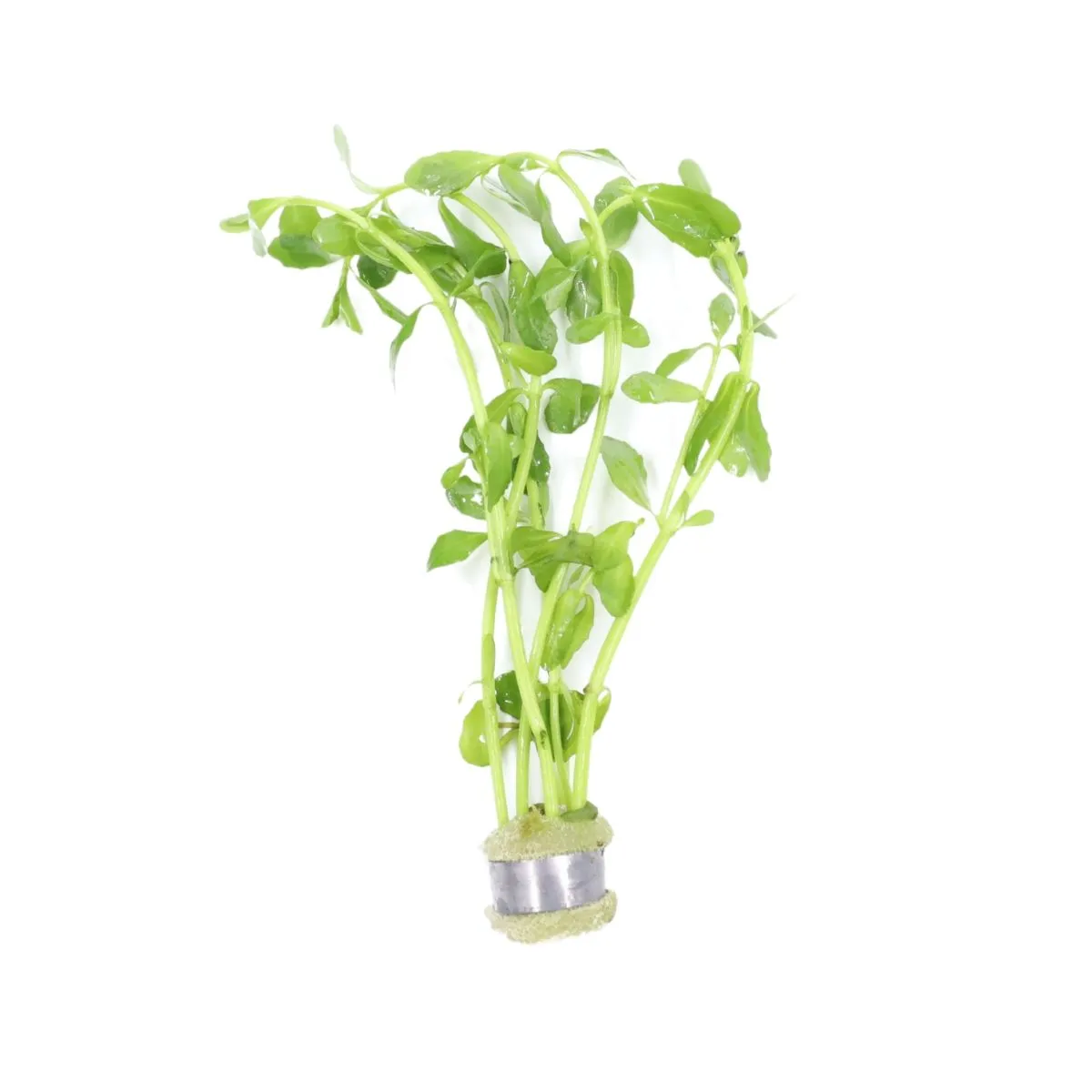 moneywort plant in container live moneywort aquarium plant for freshwater background aquascaping