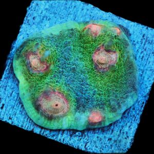 SDC Chalice: Big R Weirdo Cult