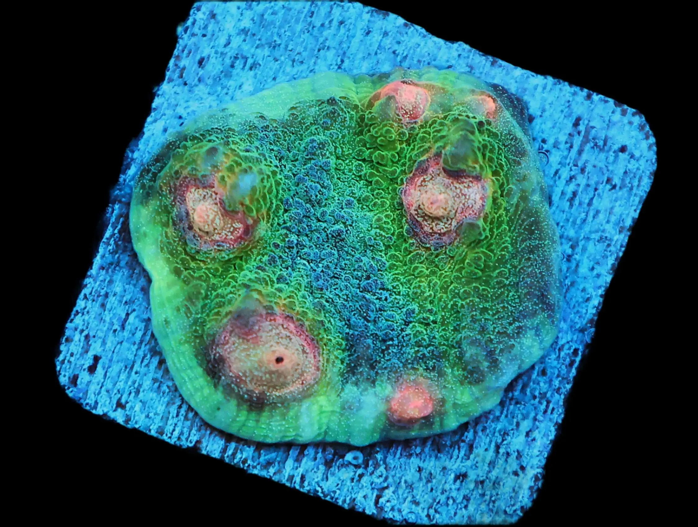 SDC Chalice: Big R Weirdo Cult