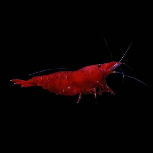 28:Shrimp Bloody Mary